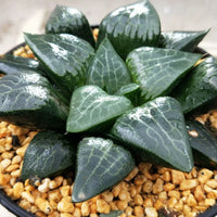 Haworthia Correcta “Ice River",Larger Succulent,Rare Succulent，Live Succulent Plants