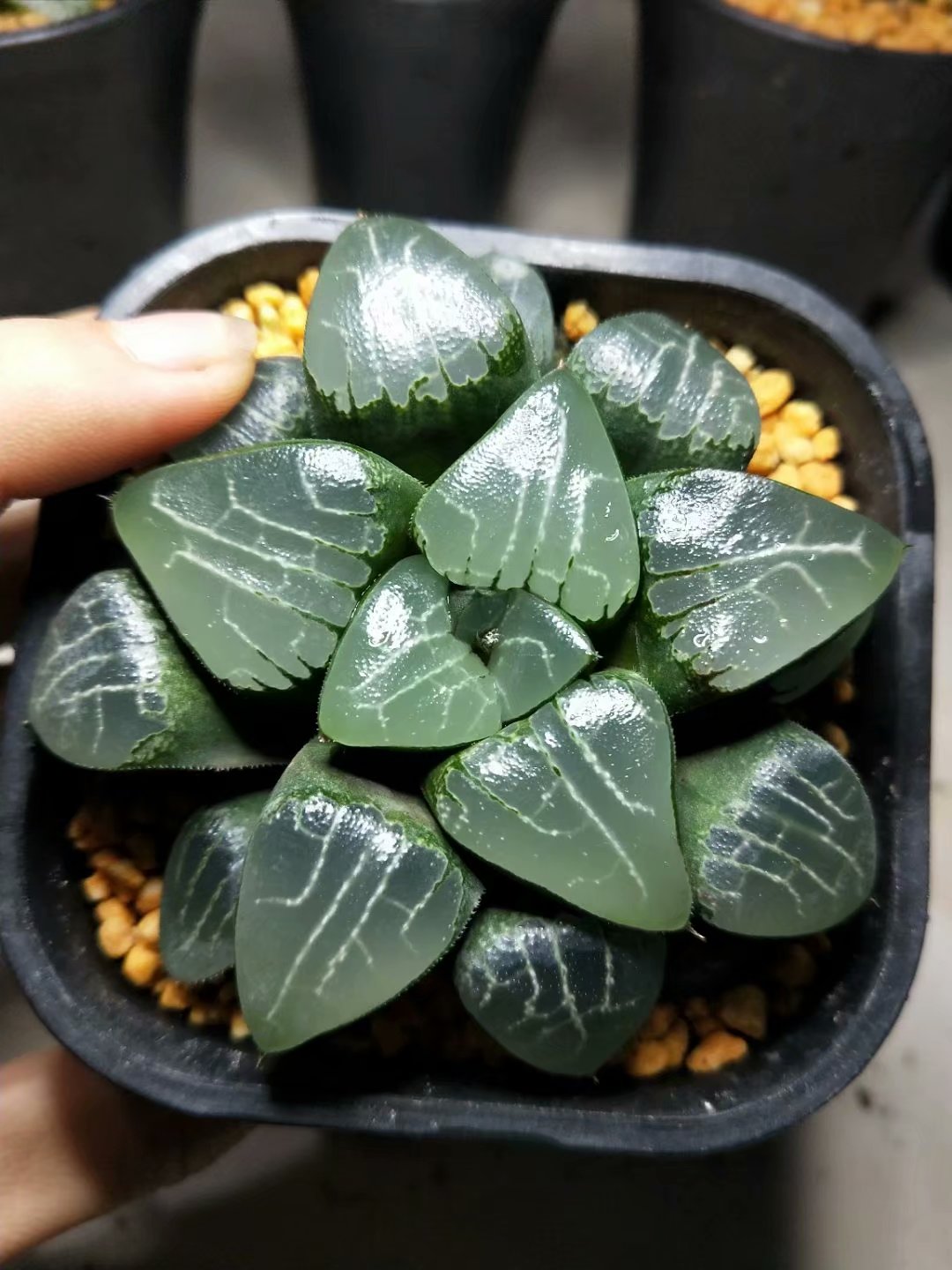 Haworthia emelyae,Larger Succulent,Rare Succulent,Live Succulent Plants