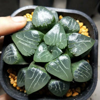 Haworthia emelyae,Larger Succulent,Rare Succulent,Live Succulent Plants