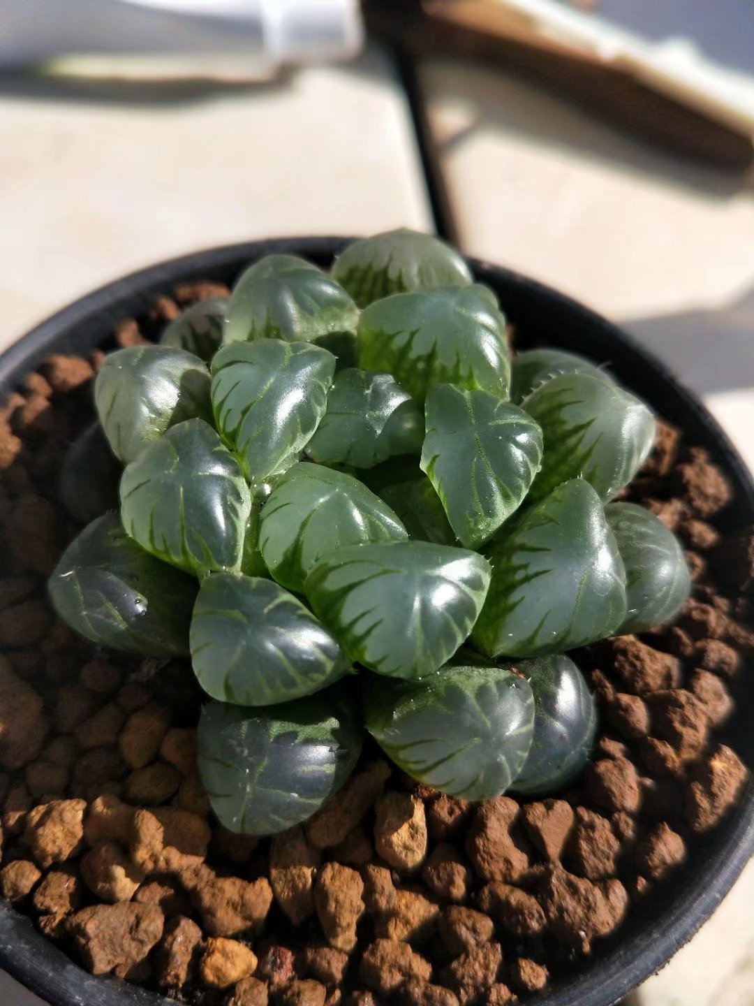 Haworthia lepida G. G. Sm-Rare Succulent，Live Succulent Plants