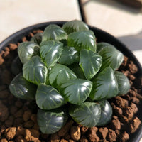 Haworthia lepida G. G. Sm-Rare Succulent，Live Succulent Plants