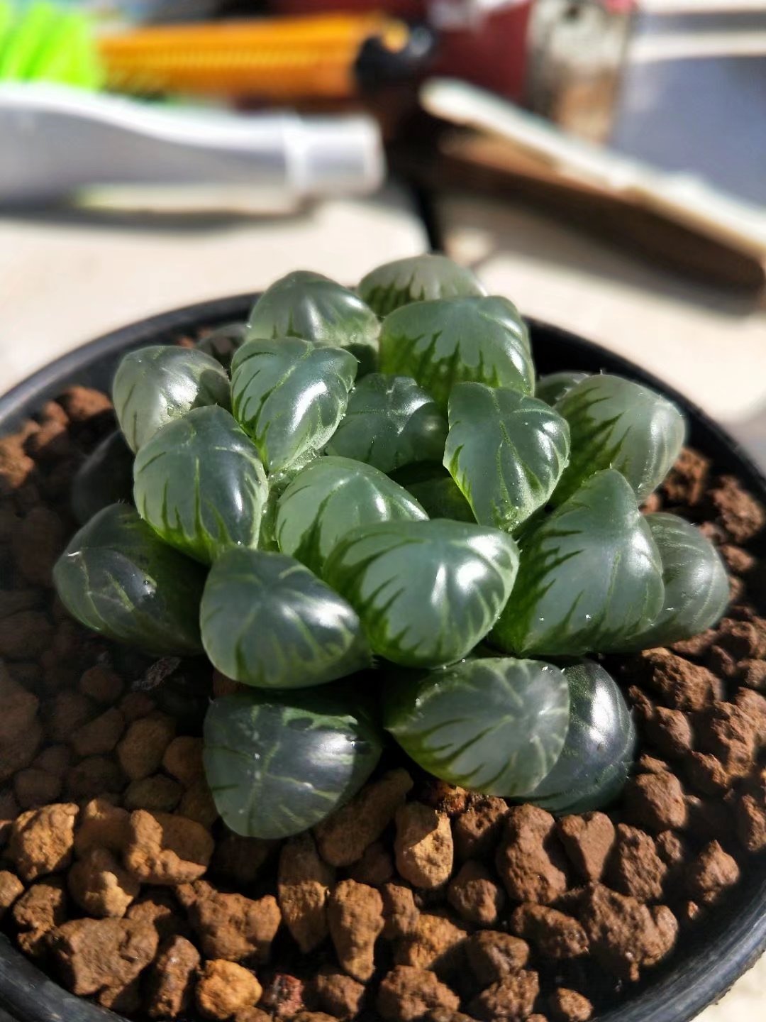 Haworthia lepida G. G. Sm-Rare Succulent，Live Succulent Plants