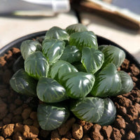 Haworthia lepida G. G. Sm-Rare Succulent，Live Succulent Plants