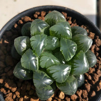 Haworthia lepida G. G. Sm-Rare Succulent，Live Succulent Plants