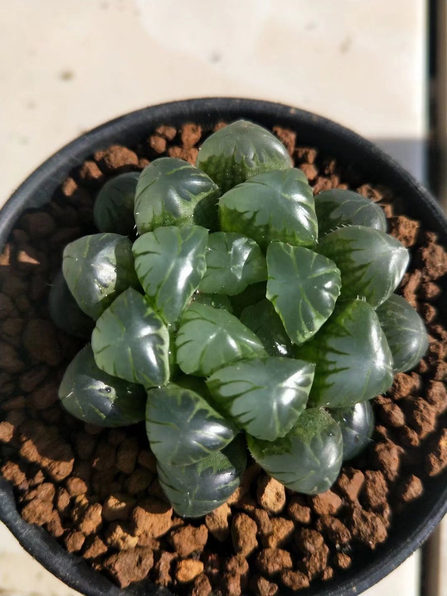 Haworthia lepida G. G. Sm-Rare Succulent，Live Succulent Plants