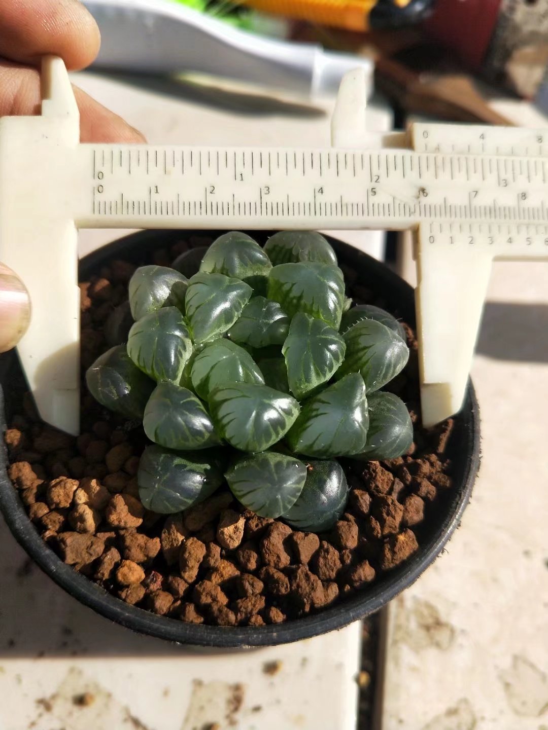 Haworthia lepida G. G. Sm-Rare Succulent，Live Succulent Plants