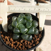 Haworthia lepida G. G. Sm-Rare Succulent，Live Succulent Plants