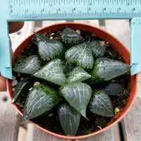 Haworthia Correcta “Ice River",Larger Succulent,Rare Succulent，Live Succulent Plants