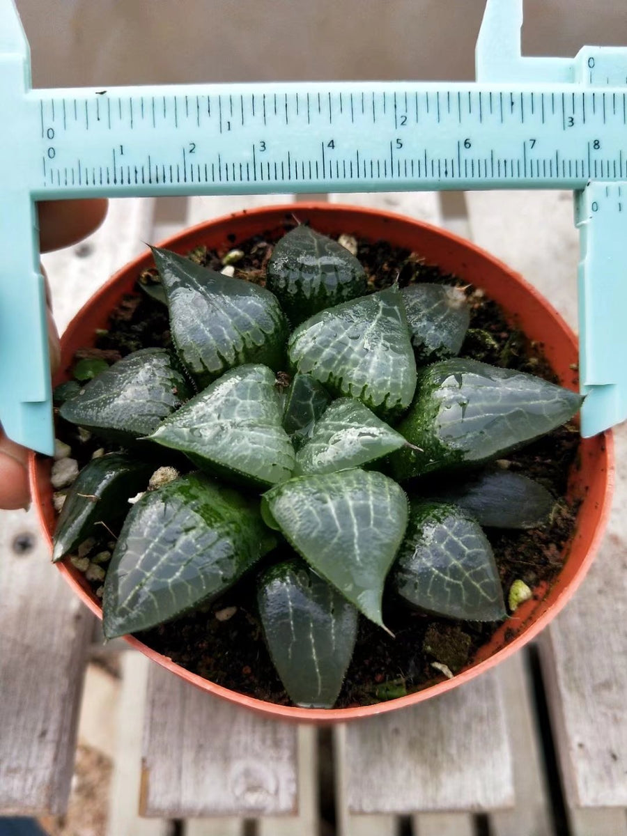 Haworthia Correcta “Ice River",Larger Succulent,Rare Succulent，Live Succulent Plants