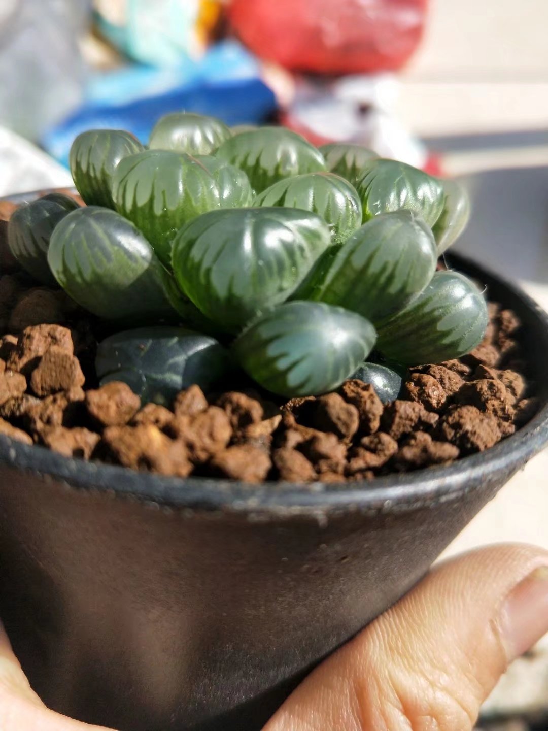 Haworthia lepida G. G. Sm-Rare Succulent，Live Succulent Plants