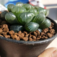 Haworthia lepida G. G. Sm-Rare Succulent，Live Succulent Plants