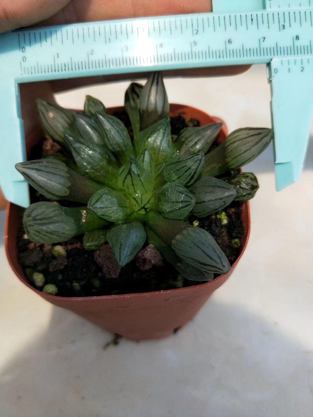 Haworthia retusa，Rare Succulent，Live Succulent Plants