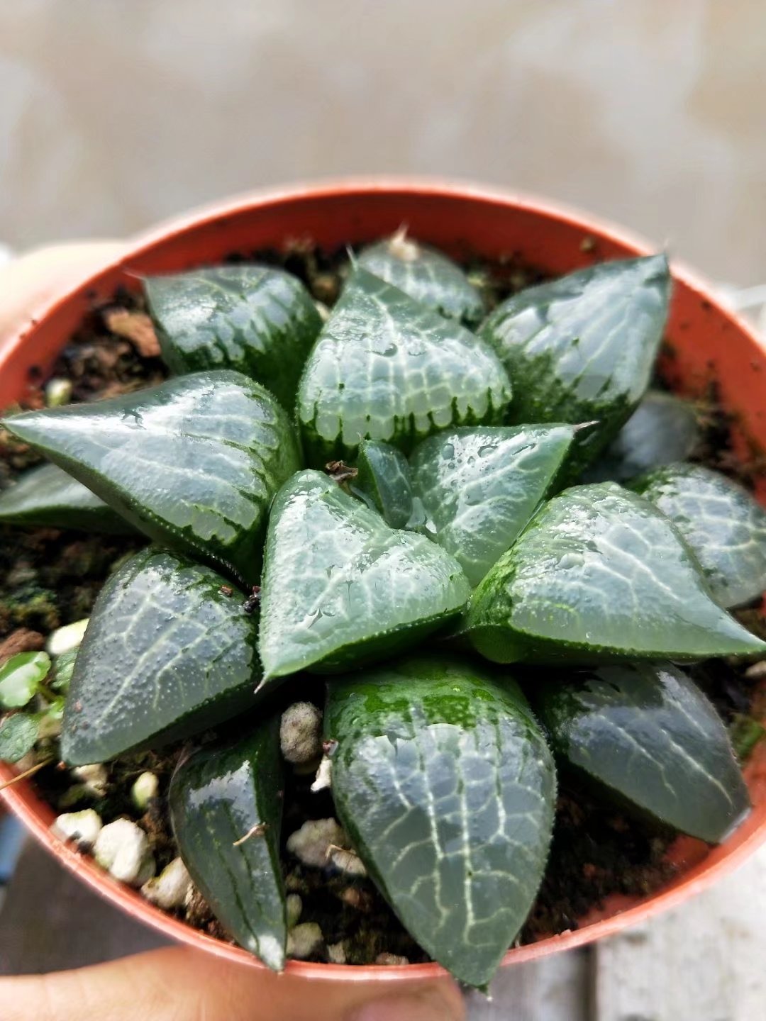 Haworthia Correcta “Ice River",Larger Succulent,Rare Succulent，Live Succulent Plants