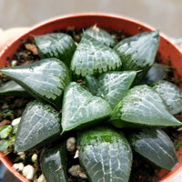 Haworthia Correcta “Ice River",Larger Succulent,Rare Succulent，Live Succulent Plants